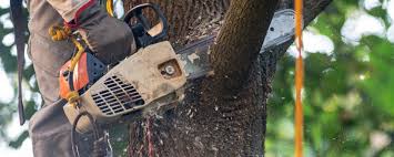 Best Storm Damage Tree Cleanup  in Casselberry, FL