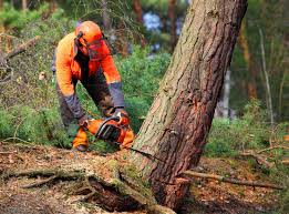 Best Leaf Removal  in Casselberry, FL