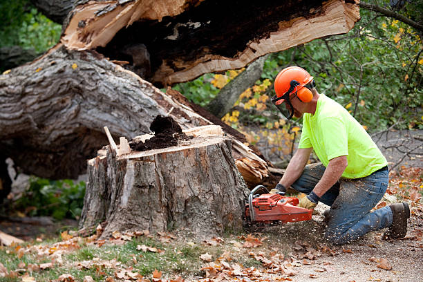 Reliable Casselberry, FL  Tree Services Solutions