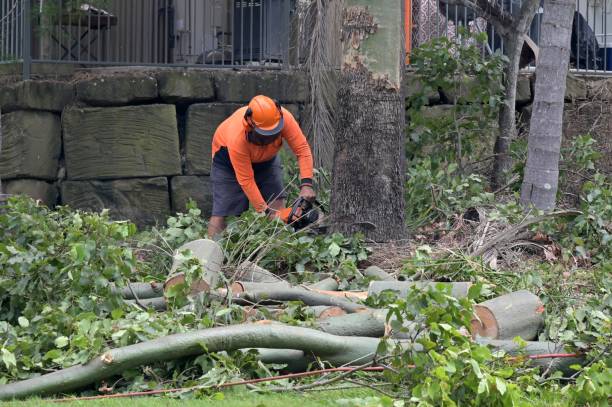 Best Commercial Tree Services  in Casselberry, FL