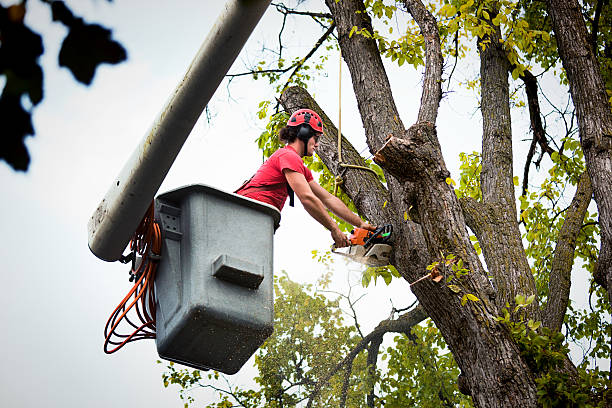 Landscape Design and Installation in Casselberry, FL